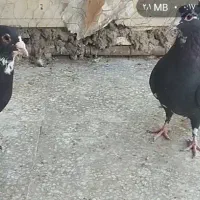 کفش مجلسی . طرح کفتر کبوتر معاوضه  اگهی بخون