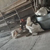 فروش داربست