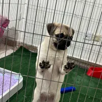 واگذاری سگ‌ پاگ