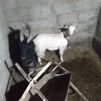 ۲۵میلیون|حیوانات مزرعه|اصفهان, مارچین|دیوار