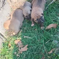 سگ سرابی شجره دارا درجه یک|سگ|کهریزک, |دیوار