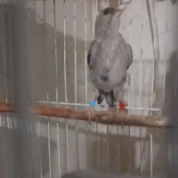 سهره نر