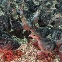 فروش جوجه یک ماه بوقلمون|حیوانات مزرعه|مشهد, چهاربرج|دیوار