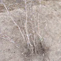 فروش نهال تازه عناب جنس خوب