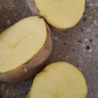 سیب زمینی بذری