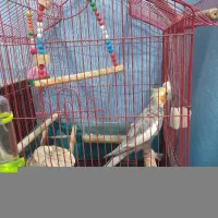 عروس هلندی نر سخنگو سالم و باهوش