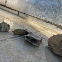 سنگ و شن آکواریوم ماهی|ماهی|مریوان, |دیوار