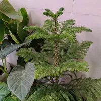 گل آپارتمانی و کاکتوس