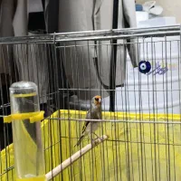 سهره سقا نر|پرنده|کرمان, |دیوار