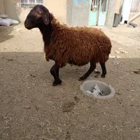 همو