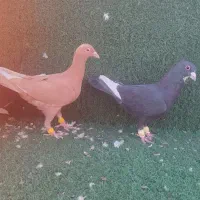 کفتر|پرنده|شیراز, وزیرآباد|دیوار