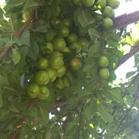 باغ ۱۰ ساله مثمر بر اتوبان تهران|فروش دفتر صنعتی، کشاورزی، تجاری|کرمانشاه, |دیوار