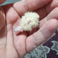 عروس هللندی گلباقی نر