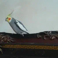 عروس هلندی نر