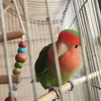 طوطی برزیلی|پرنده|ری, ملکآباد|دیوار