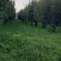 یک-قطعه-بیشه-زار-به-مساحت-1100-متر