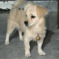 حیوان خانگی