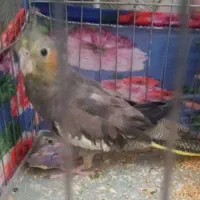 عروس هلندی