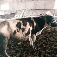 گوساله فروشی