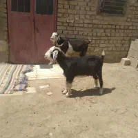 یک بز نر و ۵تا ماده چاق