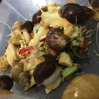 حلزون طبی آچاتینا نژاد آلبینو وفولیکا واگزاری فروش|خزنده|تهران, راه آهن|دیوار