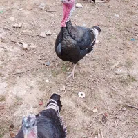 یه جفت بوقلمون برونز1ساله سرحال.|حیوانات مزرعه|مزرعه کتول, |دیوار