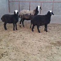 شیشک قوچ خورده میش جوان ابستن سنگین|حیوانات مزرعه|رفسنجان, |دیوار