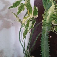 گل و گیاه|گل و گیاه طبیعی|مراغه, |دیوار
