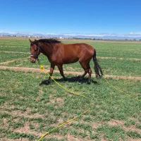 اسب مادیان|اسب و تجهیزات اسبسواری|دشتابی, |دیوار