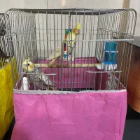 طوطی عروس نروماده جوان باقفس و وسایل|پرنده|اقبالیه, |دیوار