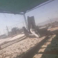 کفتر پلاکی وبهبهونی فسا|پرنده|شیراز, شهرک مدرس|دیوار