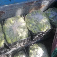 کلاک دم همه اندازه موجود