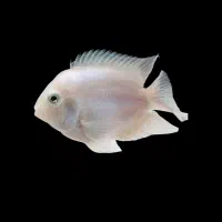 پرت پلار پلاتینیوم