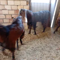 بز نر پربار وسنگین وزن صحیح وسلامت|حیوانات مزرعه|قلعه گنج, |دیوار