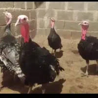 سلام ۱۲ تا بوقلمون خوب  سرحال