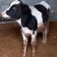 گوساله نر هولشتاین