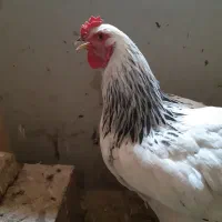 خروس برهما لایت