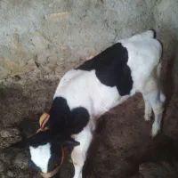 فروش فوری گاو و گوساله نر هلشتاین