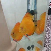 ماهی دیسکس مولد|ماهی|اردبیل, |دیوار