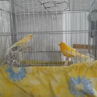 قناری نروماده