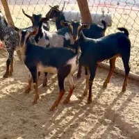 حنایی و گل توپ|حیوانات مزرعه|لردگان, |دیوار