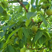 اکیپ گردو تکان حرفه ای و خرید گردو روی درخت
