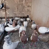 کبوتر