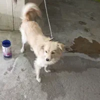 حیوان خانگی|سگ|جهرم, |دیوار