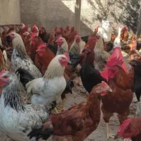 خروس محلی و خروس سفید