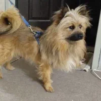 واگذاری پامر