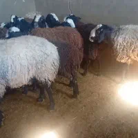 اصیل شال|حیوانات|زرندیه, |دیوار