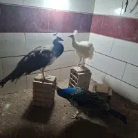 طاووس|حیوانات مزرعه|قزوین, |دیوار