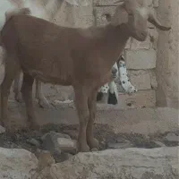 گوسفند فروشی