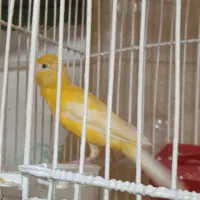 قناری رسمی ماده پرتغالی آماده
